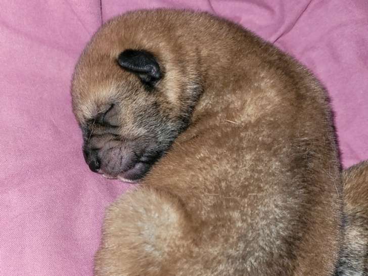 Chiots Shikoku Ken à réserver