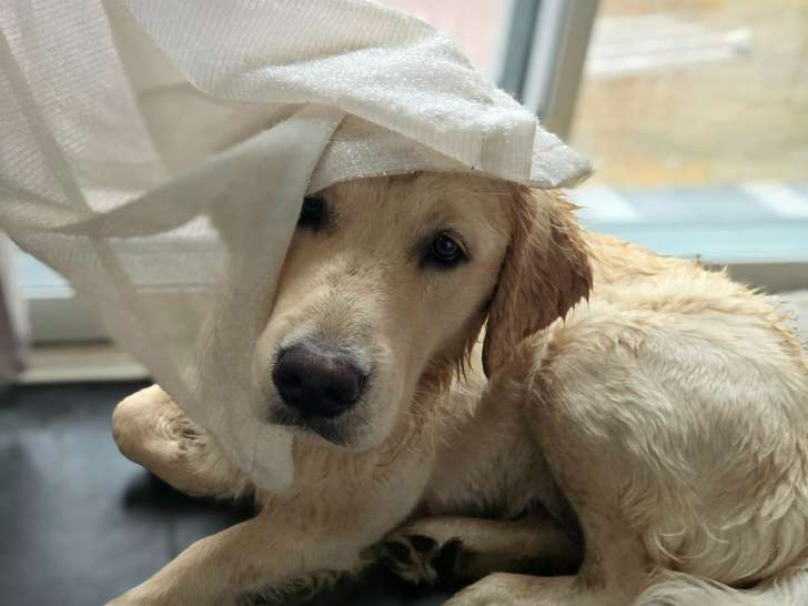 Mâle Golden Retriever disponible pour saillie