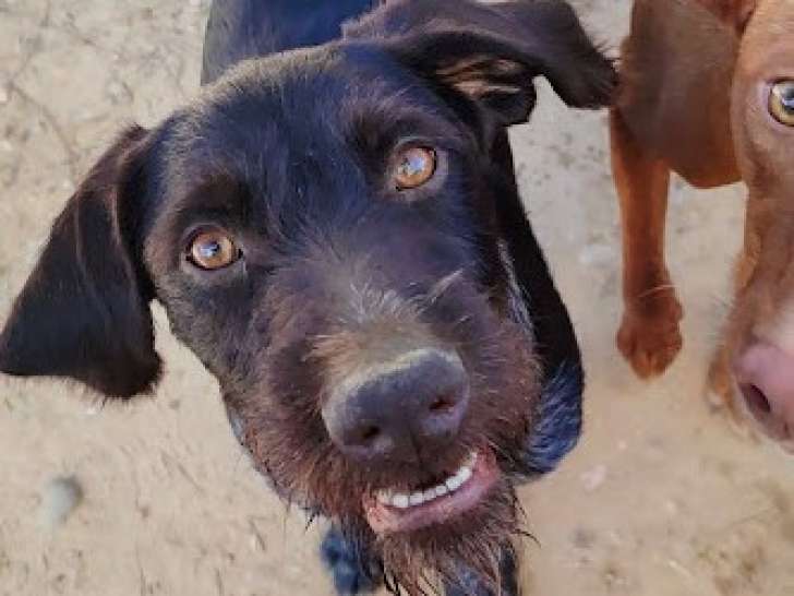 Derya, une merveille de chienne gentille et fidèle à adopter