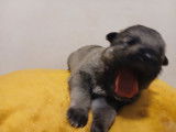 Petit male champagne et noir croise berger allemand (pere) et berger suisse blanc (mere). Ne le 30/08/2025