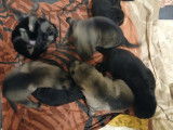 Portee de 7 chiots dont 2 femelles reservees. Il reste 2 femelles et 3 males a adopter.
