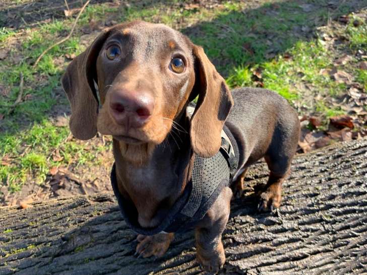 Mâle Teckel LOF disponible pour saillie