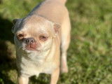 Une chienne Chihuahua adulte LOF confirmée de 2 ans à vendre
