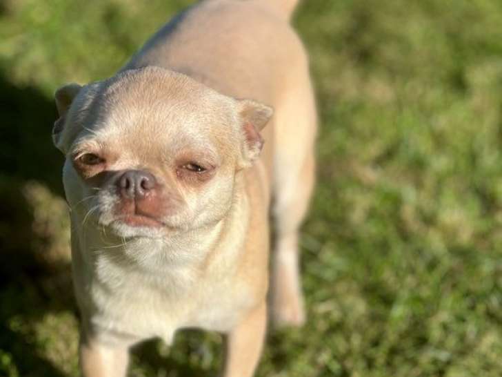 Une chienne Chihuahua adulte LOF confirmée de 2 ans à vendre