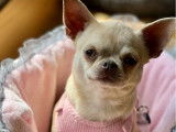 Une chienne Chihuahua adulte LOF confirmée de 2 ans à vendre