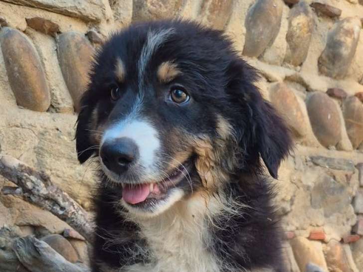 1 chiot mâle Berger Australien LOF à vendre, noir tricolore, né en mai 2025