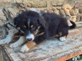 1 chiot mâle Berger Australien LOF à vendre, noir tricolore, né en mai 2025