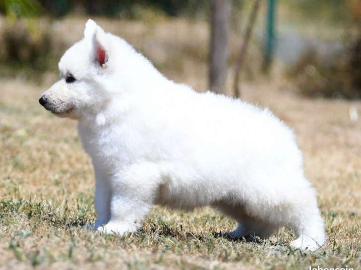 2 mâles et 1 femelle Berger Blanc Suisse à réserver