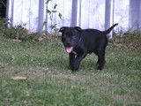 3 chiots mâles Staffordshire Bull Terrier nés en juin 2025 mis en vente