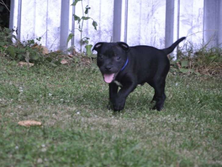 3 chiots mâles Staffordshire Bull Terrier nés en juin 2025 mis en vente