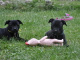 3 chiots mâles Staffordshire Bull Terrier nés en juin 2025 mis en vente