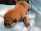 5 chiots Shiba Inu nés en août 2025 à réserver