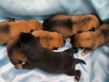 5 chiots Shiba Inu nés en août 2025 à réserver