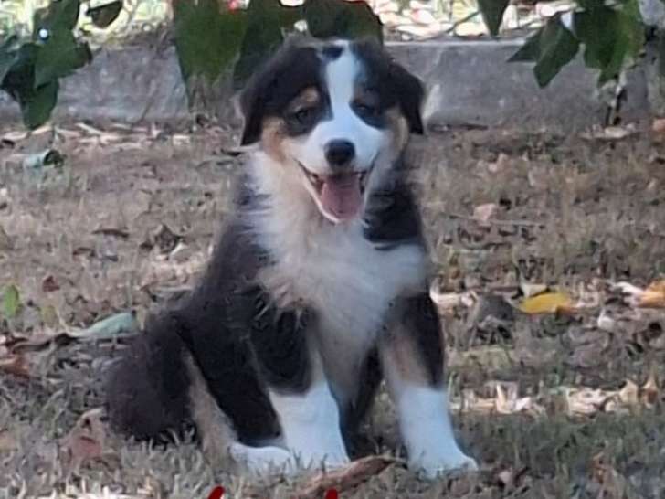 3 chiots femelles Berger Australien nées en juin 2025 disponibles immédiatement