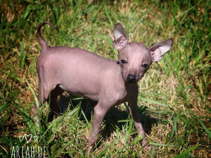 4 chiots Chien Nu du Pérou variété Nue et Poilue nés en juin 2025 disponibles