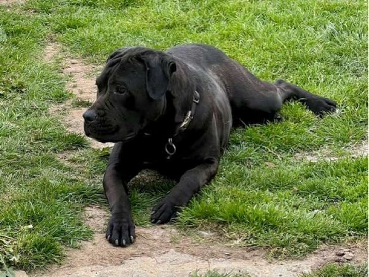 Femelle Cane Corso adulte née en juin 2023 disponible à la vente