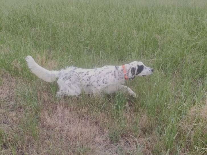 Femelle Setter Anglais tricolore débourrée disponible