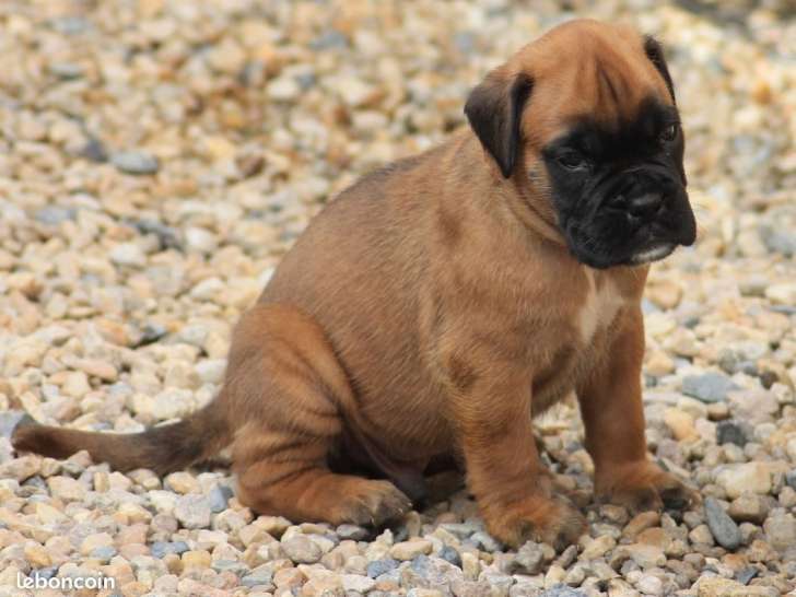 Chiots Boxer nés en août 2025 à réserver