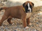 Chiots Boxer nés en août 2025 à réserver