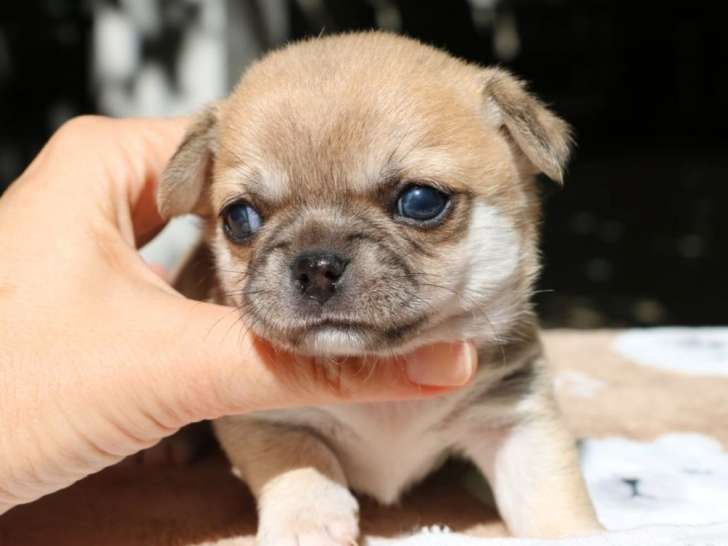 Mâle Chihuahua à poil court né en août 2025 à réserver