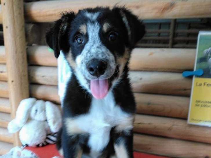 Chiots Border Collie nés en juin 2025 disponibles immédiatement