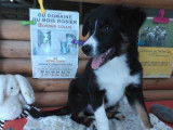 Chiots Border Collie nés en juin 2025 disponibles immédiatement