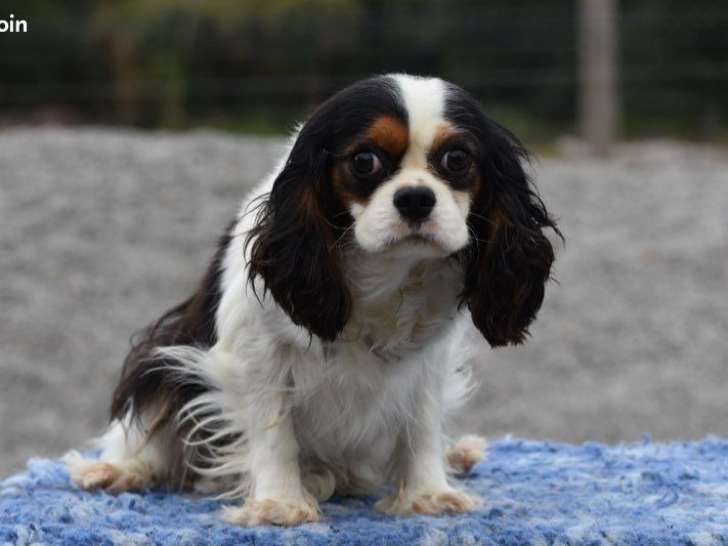 Femelle Cavalier King Charles adulte née en juin 2021 à adopter