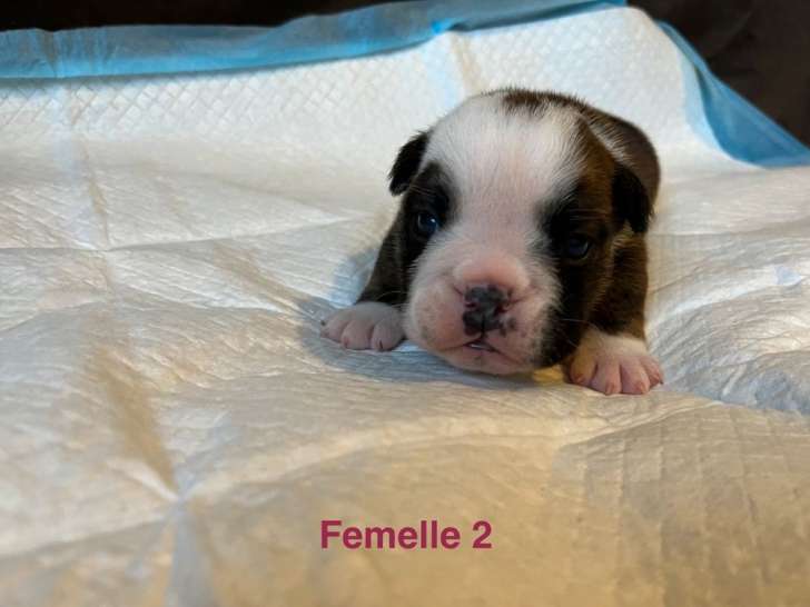 7 chiots Bulldog Anglais nés en août 2025 à réserver