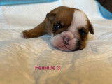 7 chiots Bulldog Anglais nés en août 2025 à réserver