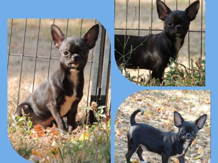 2 chiots mâles Chihuahua poils courts nés en mars 2025, LOF à vendre