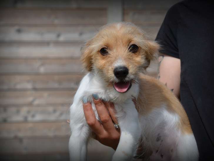 Chiot croisé Bichon Maltais à vendre
