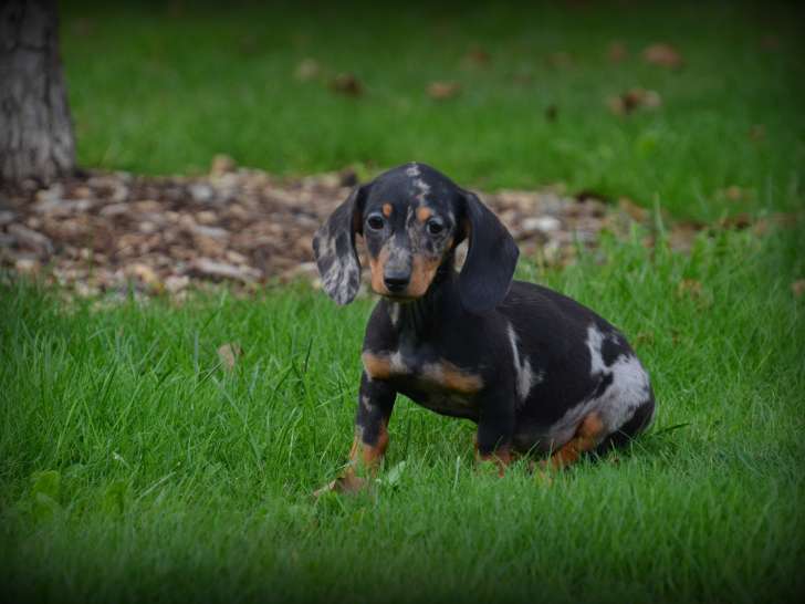 Chiots Teckel à poil court à vendre