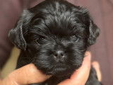 Chiots de race Affenpinscher