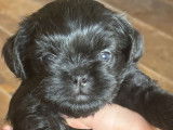 Chiots de race Affenpinscher