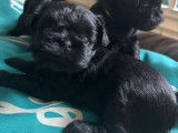 Chiots de race Affenpinscher