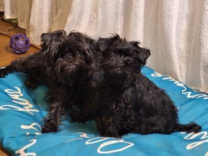 Chiots de race Affenpinscher