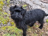 Chiots de race Affenpinscher