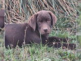 8 Chiots Labrador LOF de juillet 2025 à vendre