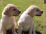 8 Chiots Labrador LOF de juillet 2025 à vendre