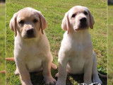 8 Chiots Labrador LOF de juillet 2025 à vendre