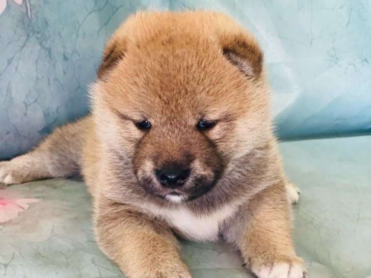 2 Shiba mâle et femelle de juillet 2025 LOF – à réserver