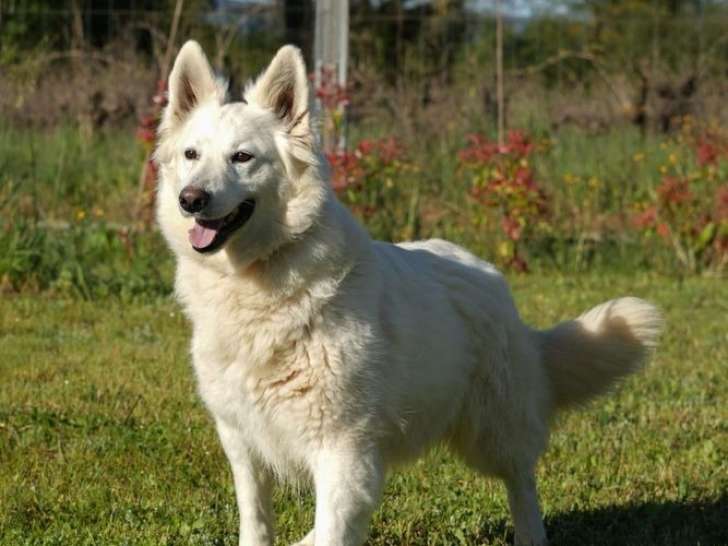 1 Berger Blanc Suisse femelle – 7 ans – LOF – à placer
