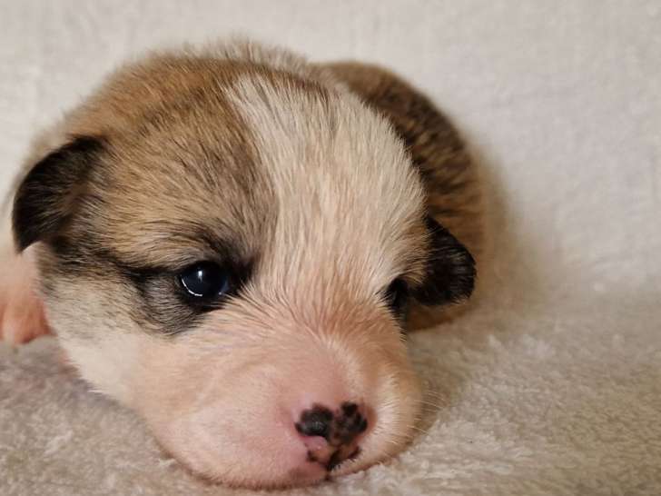 Chiots Welsh Corgi Pembroke, 3 femelles et 1 mâle d’août 2025 à vendre