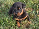5 chiots Beauceron d’août 2025 à vendre, LOF