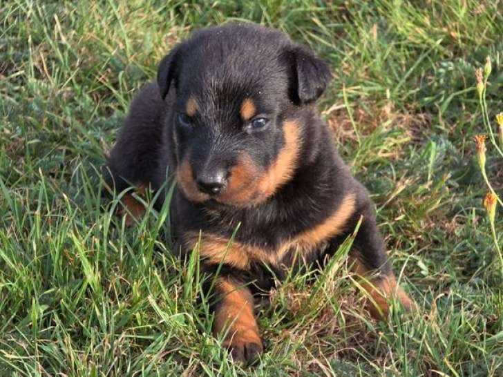 5 chiots Beauceron d’août 2025 à vendre, LOF
