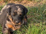 5 chiots Beauceron d’août 2025 à vendre, LOF