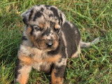 5 chiots Beauceron d’août 2025 à vendre, LOF