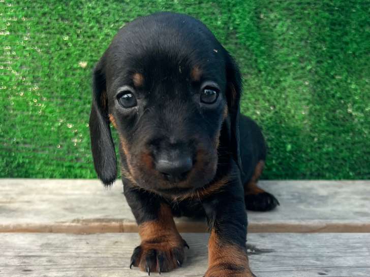 Chiots de type Teckel à vendre (6 femelles & 4 mâles)