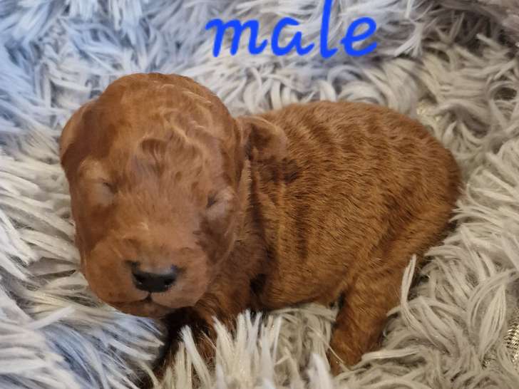 Magnifiques chiots Caniche nain à vendre