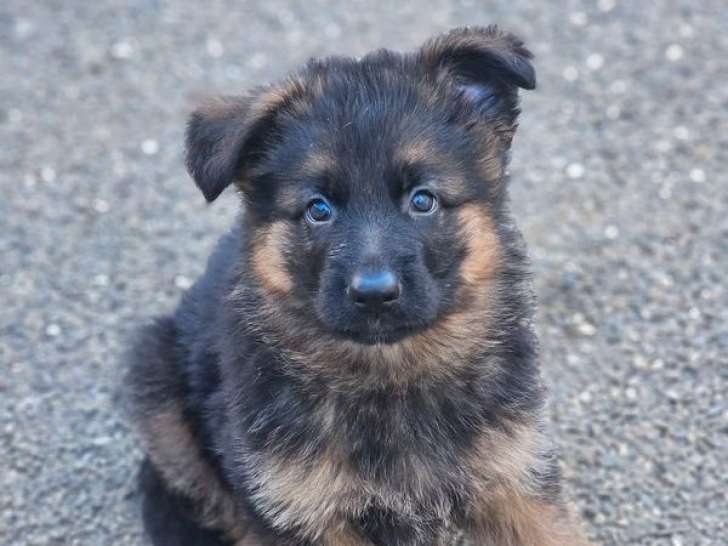 2 chiots mâles Berger Allemand poils longs à vendre, LOF nés en juillet 2025